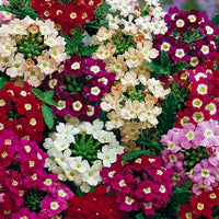 Verbena Dwarf Mix Flower seeds for Planting - Pollinator Friendly, Heirloom & GMO Free Seeds for Home Garden