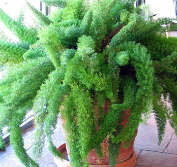 Beautifull Asparagus Meyeri Foxtail Fern Flower seeds for Planting - Hardy Variety, Heirloom & GMO Free Seeds for Home Garden
 
 Sale seeds for home garden