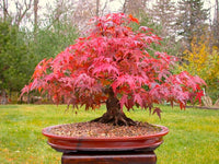 Maple Bonsai Tree Seeds for Planting  Multi-Colored