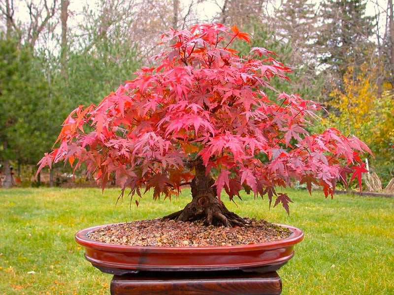 Red Bonsai Flower Seeds for Planting