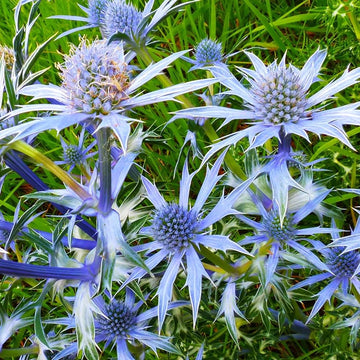 Blue Eryngium Alpinum Flower seeds for Planting - Premium Quality, Heirloom & GMO Free Seeds for Home Garden