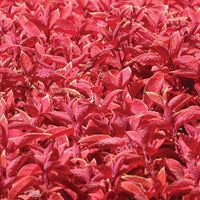 Coleus Wizard Sunset for planting in flower bed