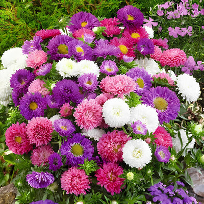 100 Pcs