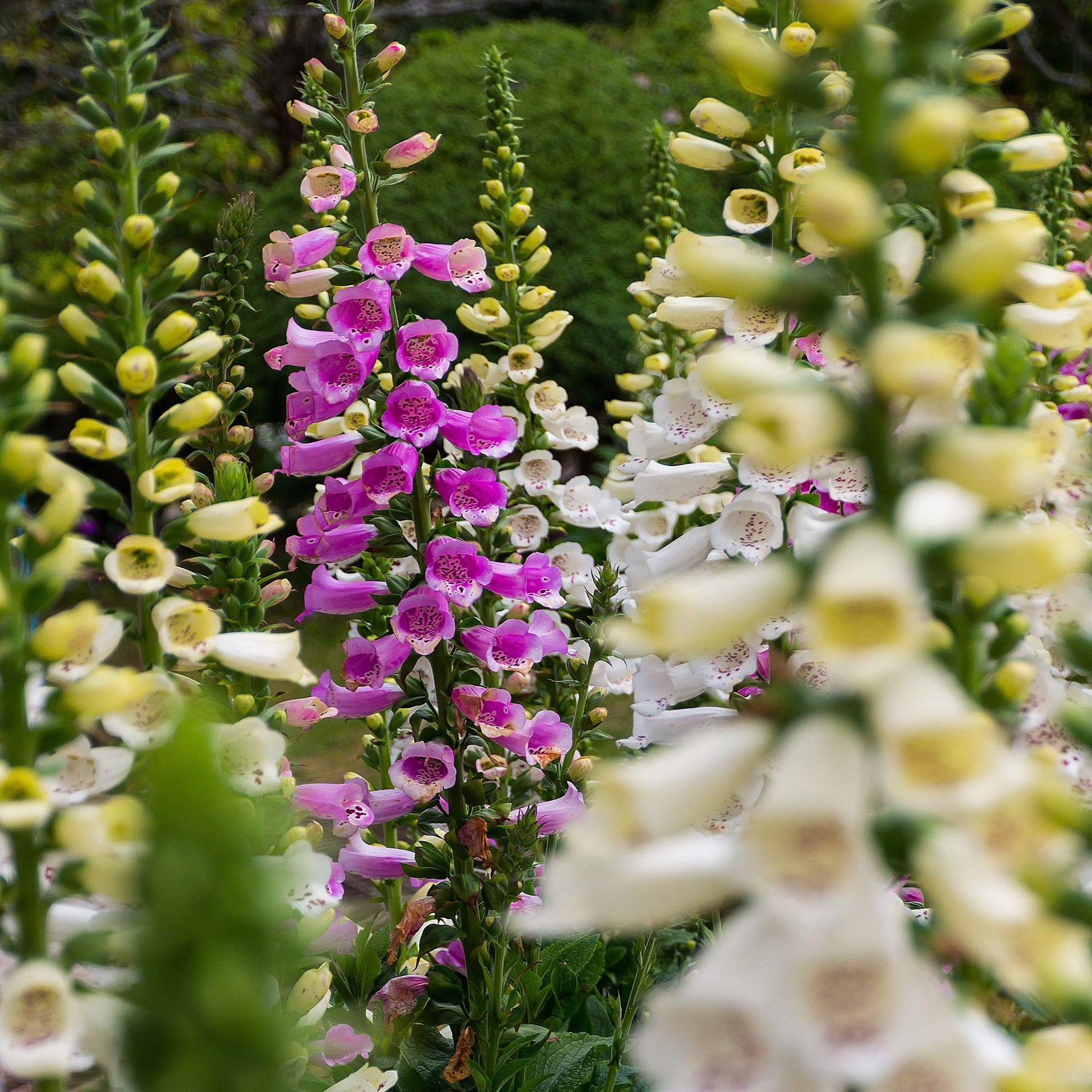 Foxglove Digitalis Purpurea Mixed Flower Seeds