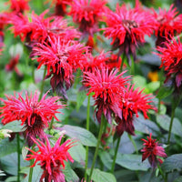 Violet Monarda Flower seeds for Planting Cottage Garden Essential Heirloom & GMO Free Seeds for Home Garden 
 
 Sale