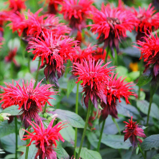 Red Bergamot Monarda Flower seeds for Planting Seasonal Bloomer Heirloom & GMO Free Seeds for Home Garden