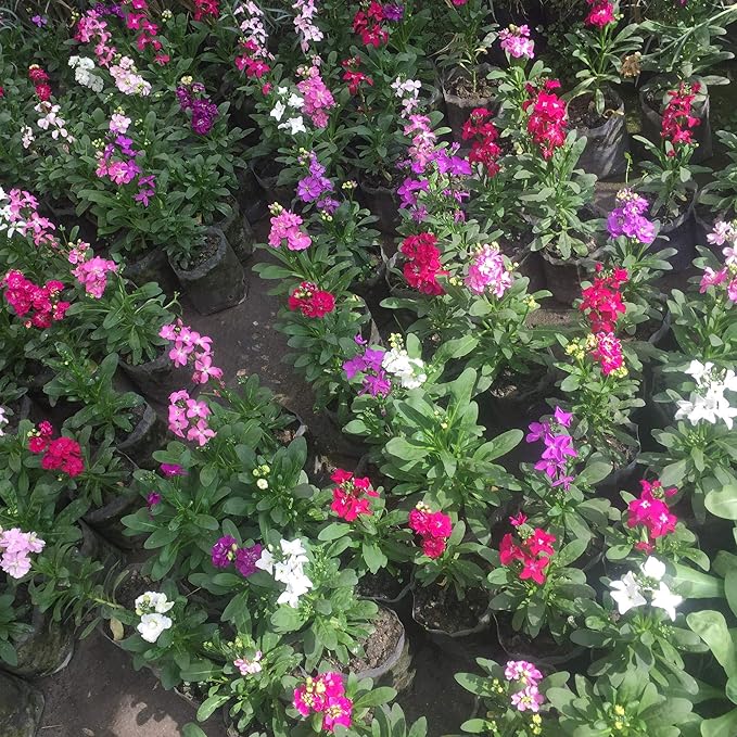 Sera Stock Matthiola Hot Cakes Flower Seeds Mix for Colorful, Fragrant Blooms