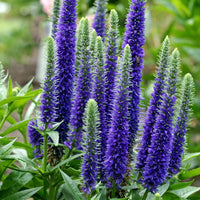 Purple Veronica Spicata Flower seeds for Planting Cottage Garden Essential Heirloom & GMO Free Seeds for Home Garden 
 
 Sale