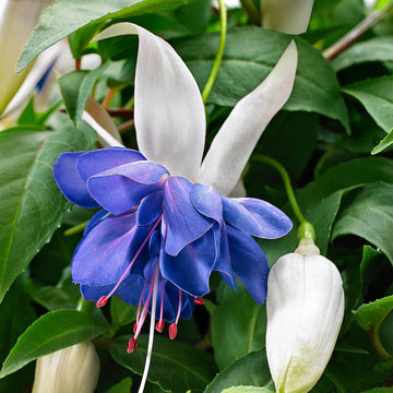 Fuchsia Blue White Flower seeds for Planting Seasonal Bloomer Heirloom & GMO Free Seeds for Home Garden