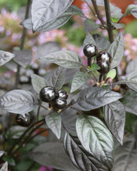 Black Pearl pepper plant with dark foliage and colorful peppers