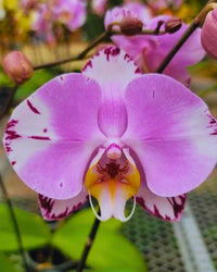 Baby Pink Phalaenopsis Orchid Flower seeds for Planting - Colorful Display, Heirloom & GMO Free Seeds for Home Garden