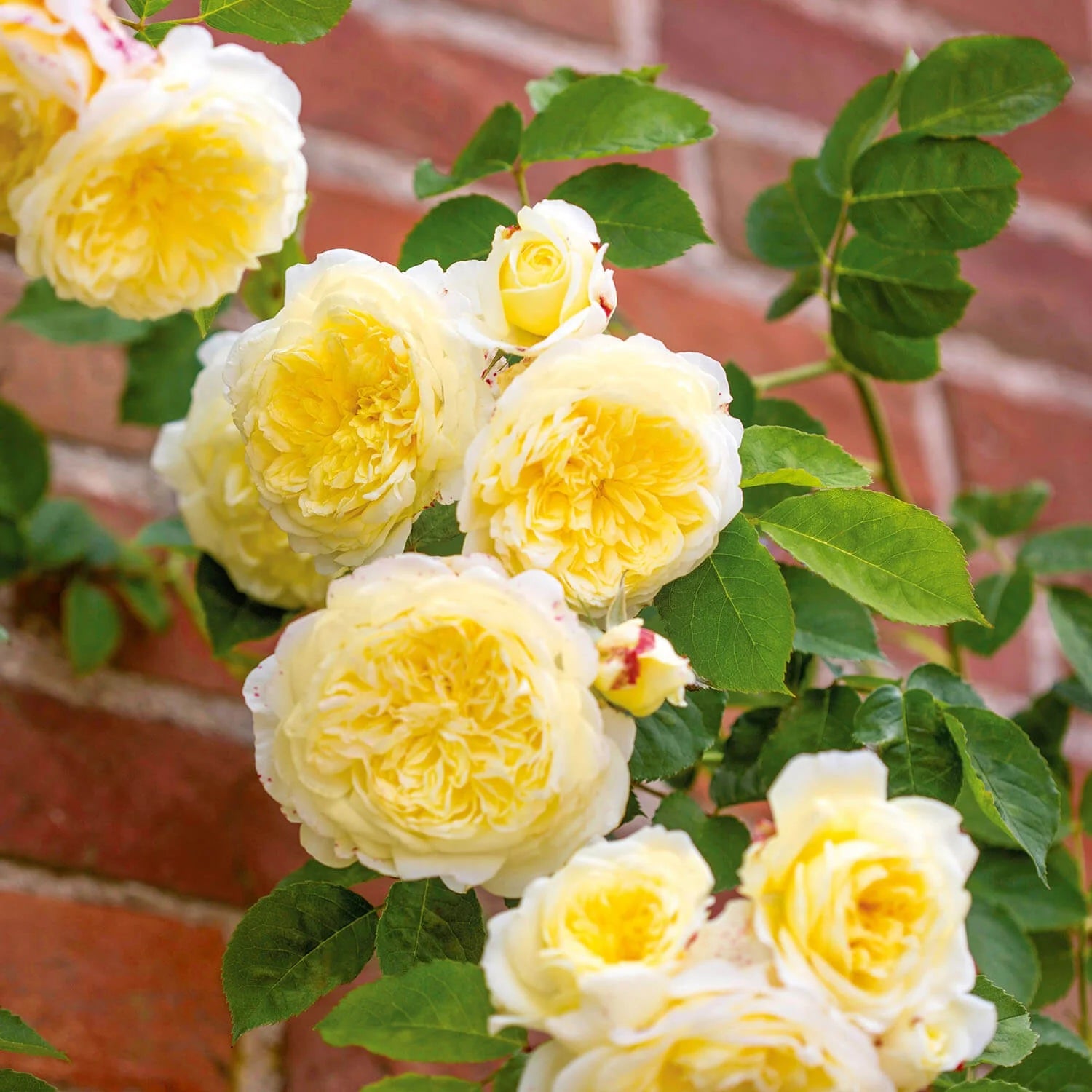 Light Yellow Climbing Rose Flower Seeds for Planting, Heirloom Non-GMO Organic Garden Seeds