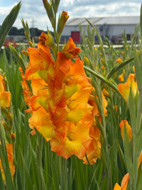 Yellow Orange Gladiolus Flower seeds for Planting Colorful Display Heirloom & GMO Free Seeds for Home Garden 
 
 Sale