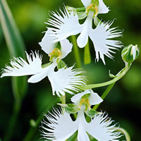 Dove Orchid Flower seeds for Planting - Compact Growth, Heirloom & GMO Free Seeds for Home Garden