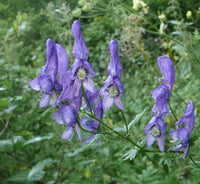 Heirloom Aconitum Flower seeds for Planting Hardy Variety Heirloom & GMO Free Seeds for Home Garden