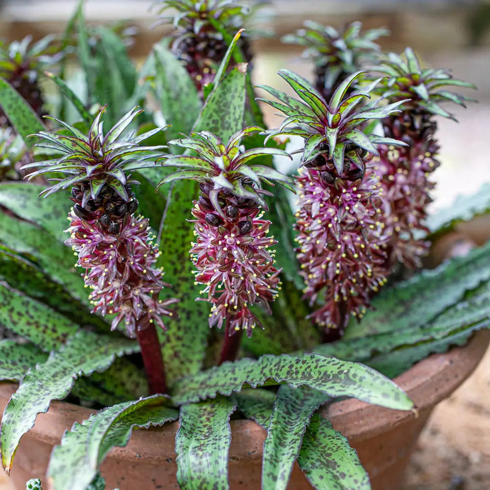 Eucomis Pineapple Lily with distinctive summer flower spike