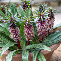 Eucomis Pineapple Lily with distinctive summer flower spike