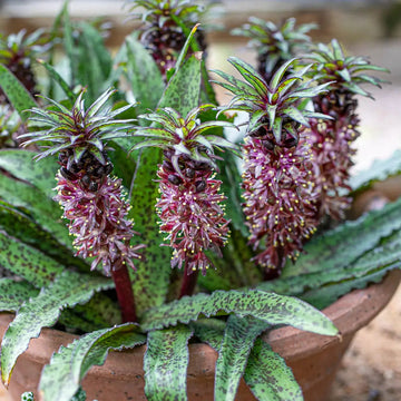 Eucomis Pineapple Lily with distinctive summer flower spike
