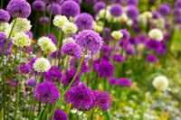 Mixed Allium perennial flowers with rounded flower heads