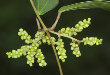 Dioscorea Flower seeds for Planting Garden Favorite Heirloom & GMO Free Seeds for Home Garden