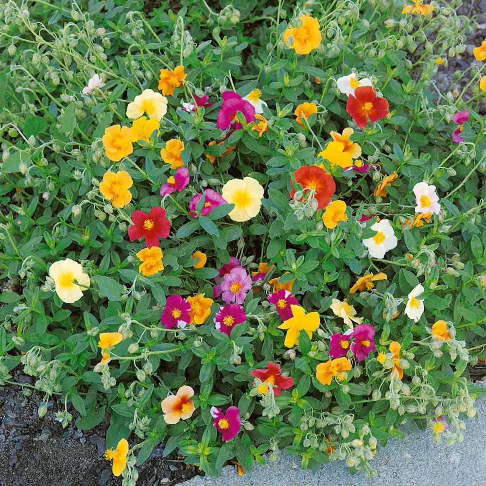 Mixed Helianthemum Rock Rose Flower seeds for Planting - Bright Blooms, Heirloom & GMO Free Seeds for Home Garden