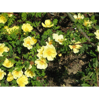 Rosa (Rosa Xanthina) seeds for planting in home garden