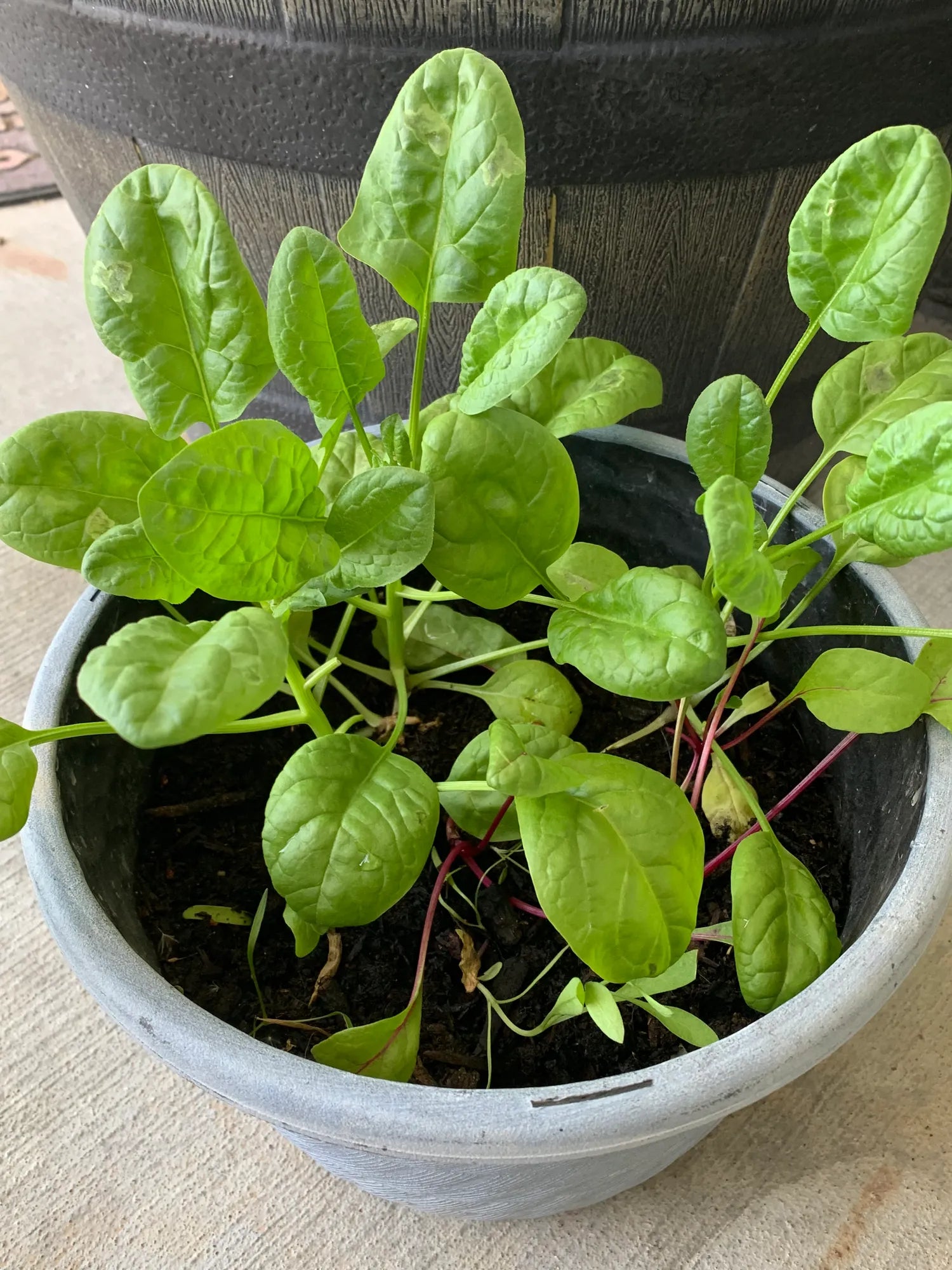 Spinach Seeds for Home Garden, Raised Beds, Containers & Outdoor Vegetable Growing