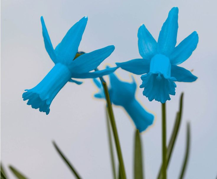 Blue Narcissus Flower Seeds for Planting Compact Growth Heirloom & GMO Free Seeds for Home Garden
 
 Sale