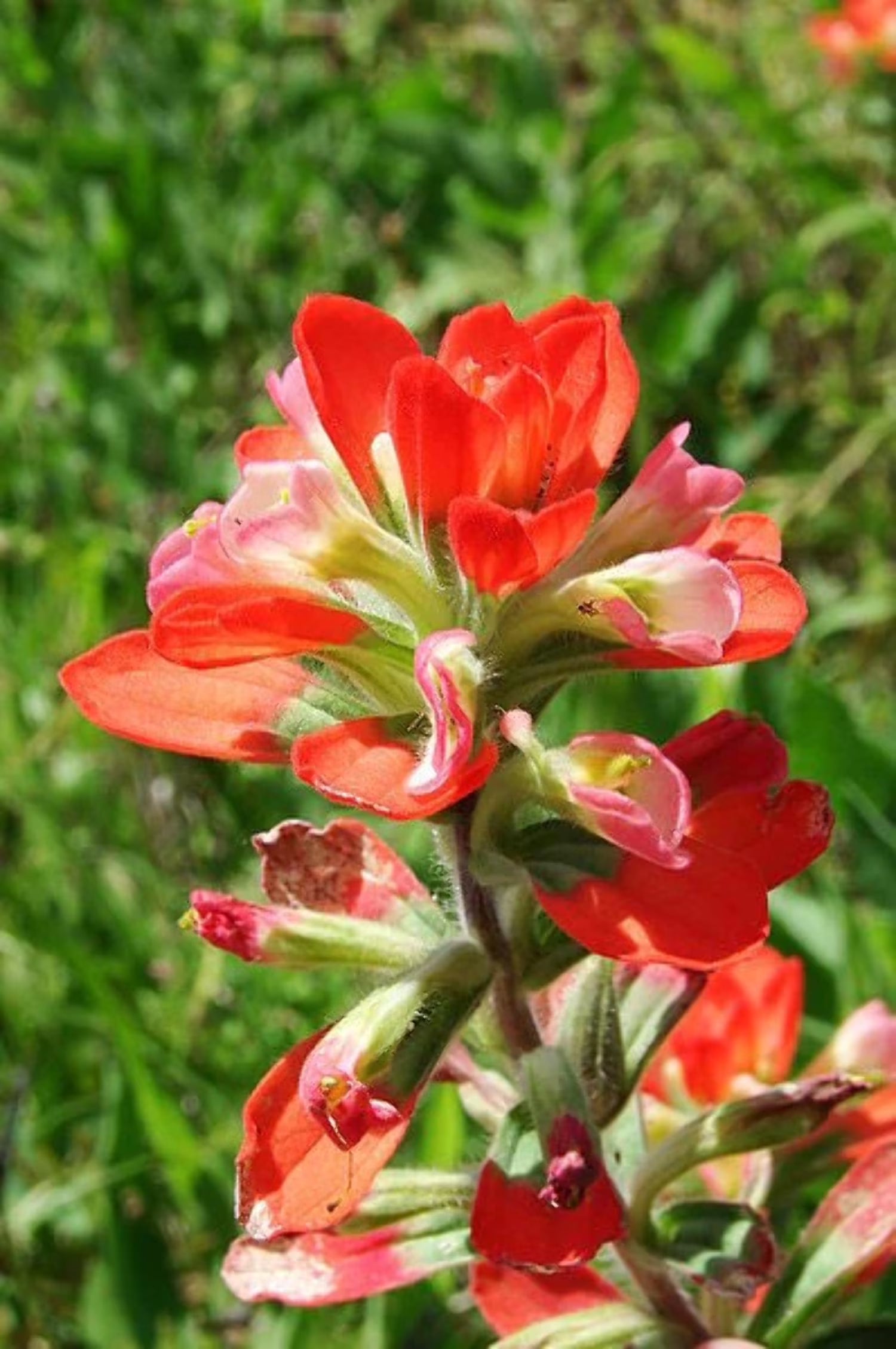 Indian Paintbrush Castilleja Indivisa Seeds for Planting Wild Garden Flower Border