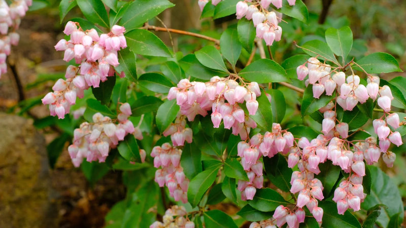 Pink Lily of the Valley Seeds for Planting  Beautiful Perennial Flower Seeds