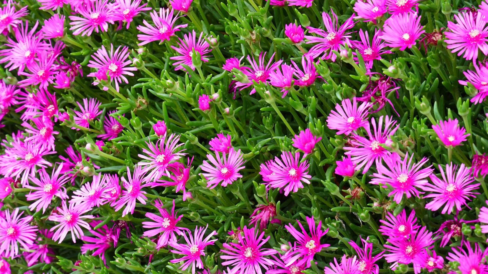 Fuschia Ice Flower seeds for Planting Hardy Variety Heirloom & GMO Free Seeds for Home Garden