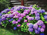 Hydrangea Flower seeds for Planting - Low Maintenance, Heirloom & GMO Free Seeds for Home Garden