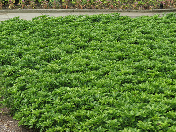 Pachysandra (Pachysandra Flower) seeds for planting in home garden