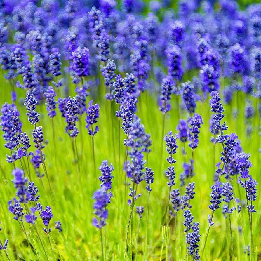 Lavender Munstead Flower seeds for Planting Long Bloom Season Heirloom & GMO Free Seeds for Home Garden 
 
 Sale