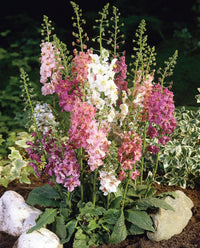 Mixed Phoeniceum Flower seeds for Planting - Garden Favorite, Heirloom & GMO Free Seeds for Home Garden