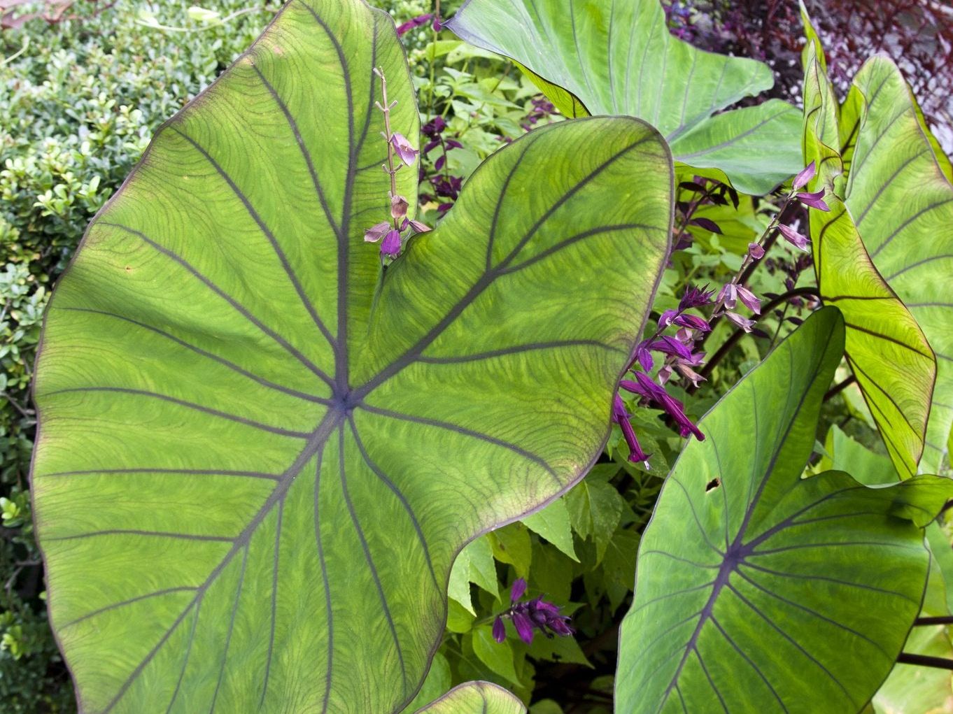 Colocasia Gigantea Elephant Ears bulbs for planting