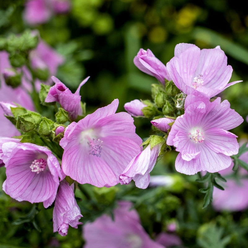 Pink Musk Mallow Flower seeds for Planting - Cottage Garden Essential, Heirloom & GMO Free Seeds for Home Garden