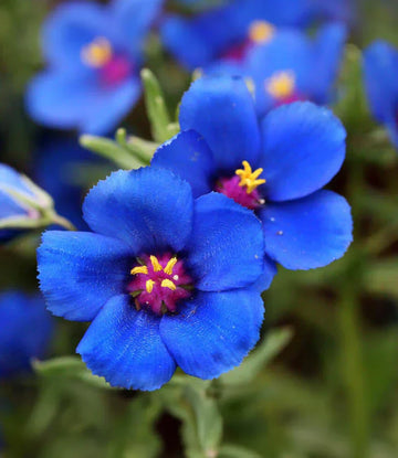 Blue Pimpernel Anagallis Flower seeds for Planting - Wildflower Mix, Heirloom & GMO Free Seeds for Home Garden
