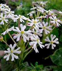 Night Blooming Zaluzianskya Phlox Flower Seeds