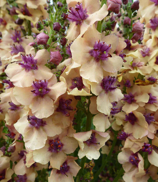 Antique Rose Verbascum Flower seeds for Planting - Cottage Garden Essential, Heirloom & GMO Free Seeds for Home Garden
 
 Sale