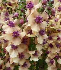 Antique Rose Verbascum Flower seeds for Planting - Cottage Garden Essential, Heirloom & GMO Free Seeds for Home Garden
 
 Sale
