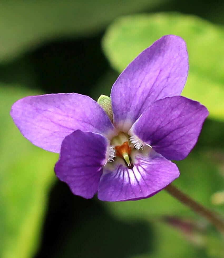 Purple Viola Charlotte Flower seeds for Planting Fragrant Blossoms Heirloom & GMO Free Seeds for Home Garden 
 
 Sale