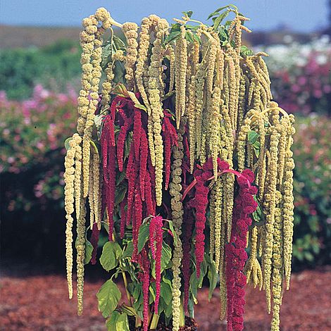 Mixed Caudatus Flower seeds for Planting - Long Bloom Season, Heirloom & GMO Free Seeds for Home Garden
 
 Sale seeds for home garden