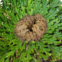 Natural dried Rose of Jericho resurrection plant for decorative home display.