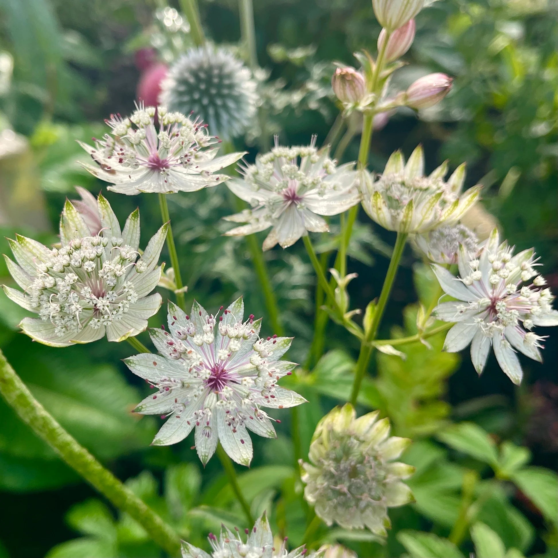 Blue Astrantia Flower seeds for Planting - Pollinator Friendly, Heirloom & GMO Free Seeds for Home Garden