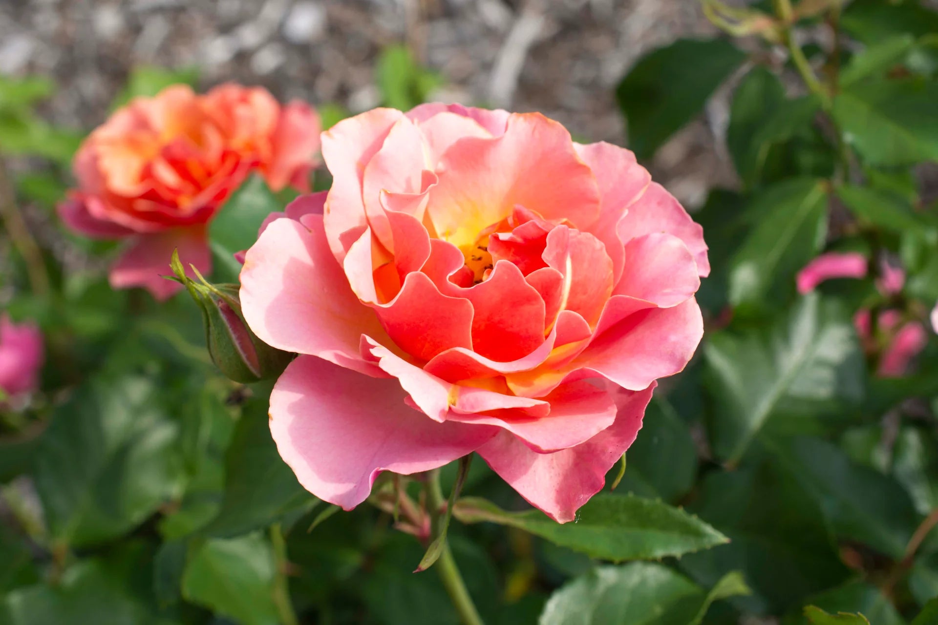 Supreme Rose Bush Flower seeds for Planting Cottage Garden Essential Heirloom & GMO Free Seeds for Home GardeN