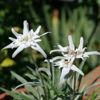 White Edelweiss Flower seeds for Planting - Long Bloom Season, Heirloom & GMO Free Seeds for Home Garden