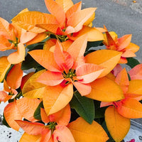 Orange Poinsettia Seeds Flower seeds for Planting Pollinator Friendly Heirloom & GMO Free Seeds for Home Garden