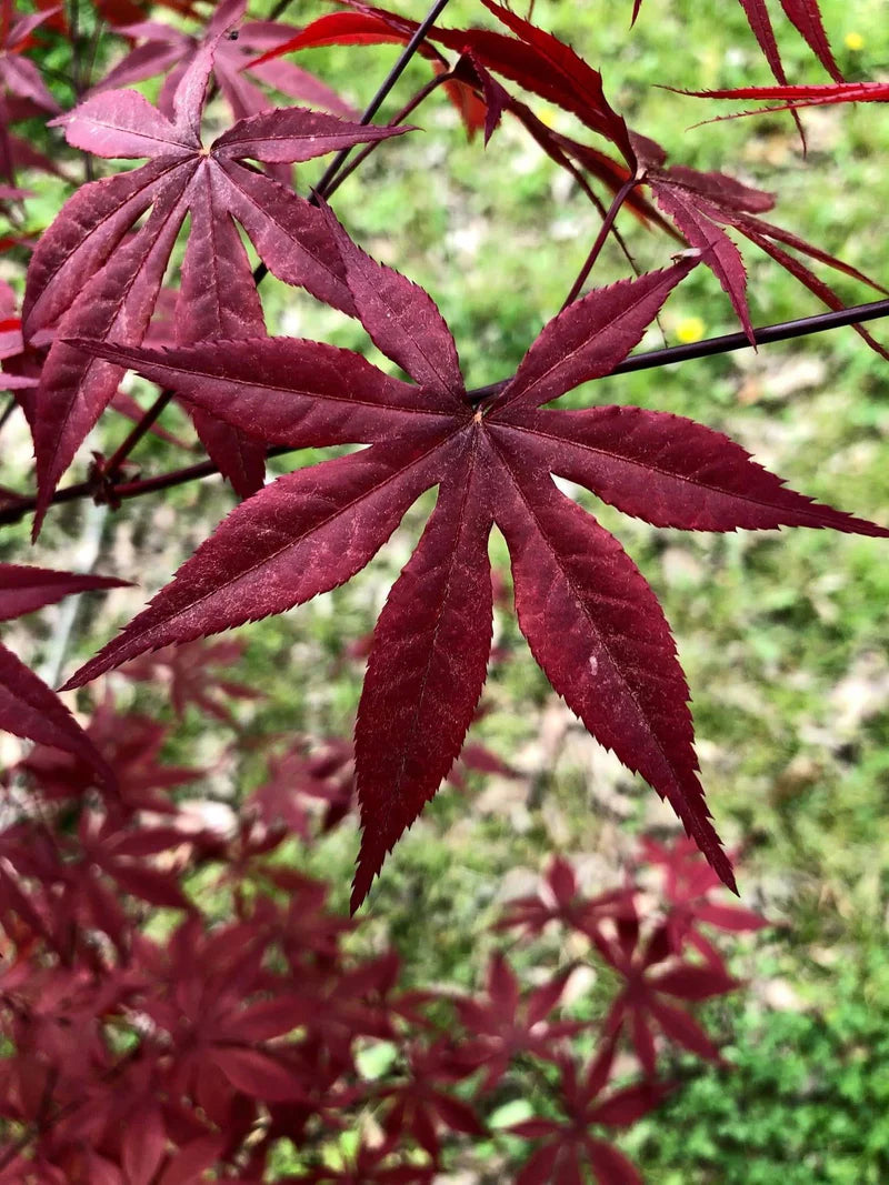 Maroon Suminagashi Flower seeds for Planting Cut Flower Favorite Heirloom & GMO Free Seeds for Home Garden 
 
 Sale