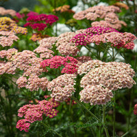 Mixed Achillea Millefolium Flower seeds for Planting - Vibrant Colors, Heirloom & GMO Free Seeds for Home Garden